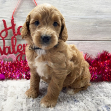 Goldendoodle Puppy Gloria