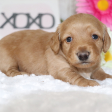 Dachshund Puppy Star