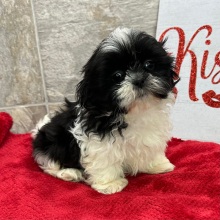 Shih Tzu Puppy Pearl