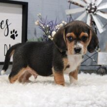 Beagle Puppy Strider