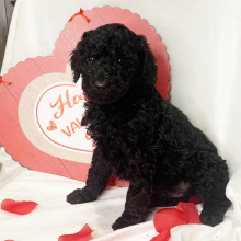 Poodle Puppy Zeus