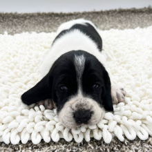 Basset Hound Puppy Azar