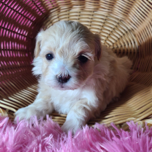 Maltipoo Puppy Petunia