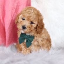 Bichonpoo Puppy Clifford