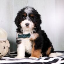 Bernedoodle Puppy Fletcher