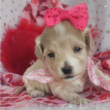 Maltipoo Puppy Callie