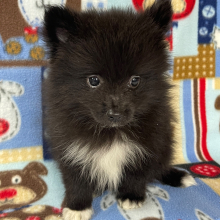 Pomeranian Puppy Bear