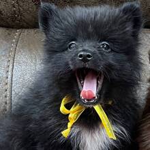 Pomeranian Puppy Bear