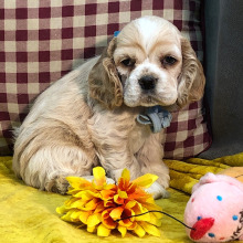 Cocker Spaniel Puppy Paso