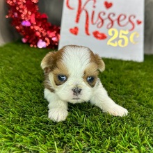 Shih Tzu Puppy Talia