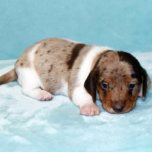 Dachshund Puppy Taisley