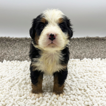 Bernese Mountain Dog Puppy Jethro