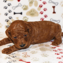 Poodle Puppy Nala