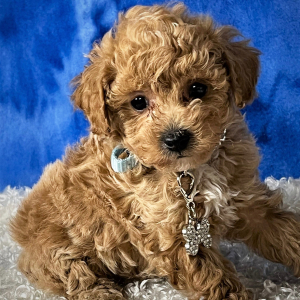 Poodle Puppy Brewster