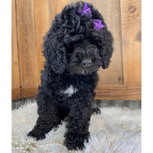 Bernedoodle Puppy Mazie