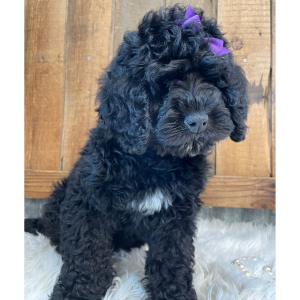 Bernedoodle Puppy Mazie