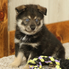 Pomsky Puppy Ethan
