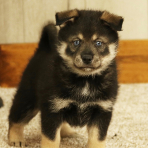 Pomsky Puppy Ethan