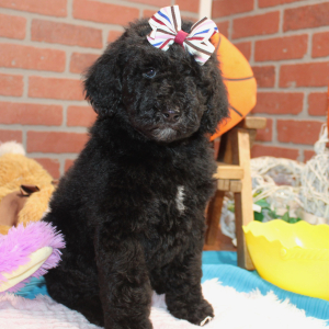 Poodle Puppy Bianca