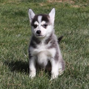 Pomsky Puppy Disney