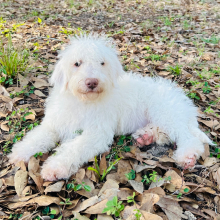 Labradoodle Puppy Jasmin