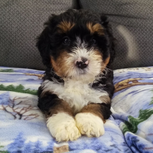 Bernedoodle Puppy Jace