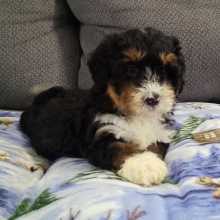 Bernedoodle Puppy Jace