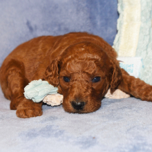 Poodle Puppy Easton