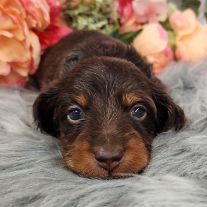 Dachshund Puppy Toot