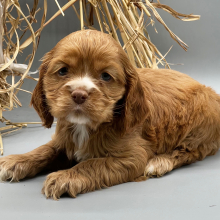 Puppy