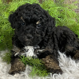 Poodle Puppy Sammy