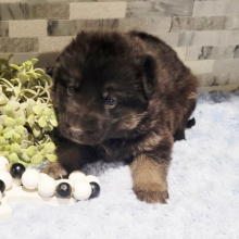 German Shepherd Dog Puppy Levi