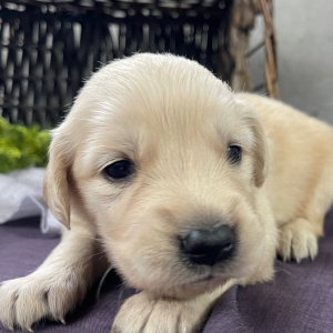 Golden Retriever Puppy Darla
