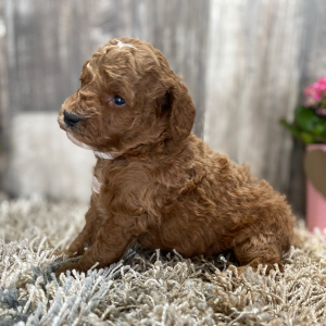 Poodle Puppy Sylvan