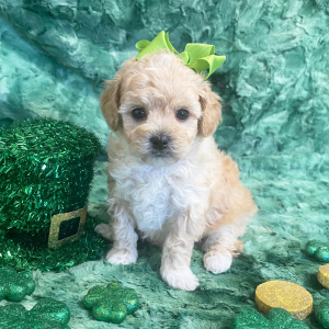Maltipoo Puppy Iris