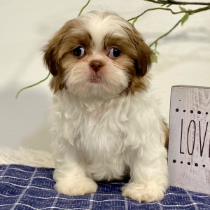 Shih Tzu Puppy Clark