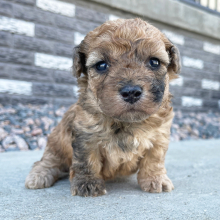 Bichonpoo Puppy Rex