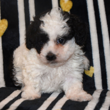 Puppy