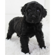 Portuguese Water Dog Puppy Skipper