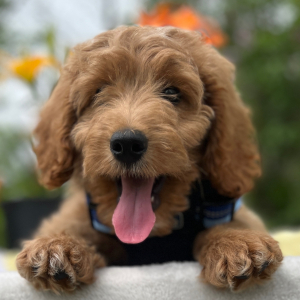 Goldendoodle Puppy Ollie