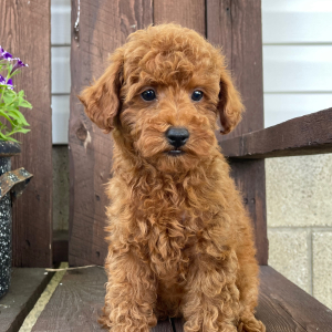 Poodle Puppy Kendrick