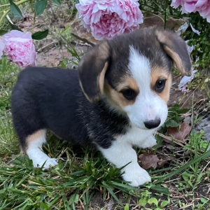 Pembroke Welsh Corgi Puppy Nani