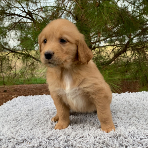 Golden Retriever Puppy Hailey