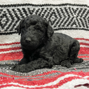 Goldendoodle Puppy Briar Rose