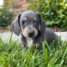 Puppy