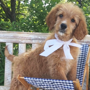 Goldendoodle Puppy Lassie