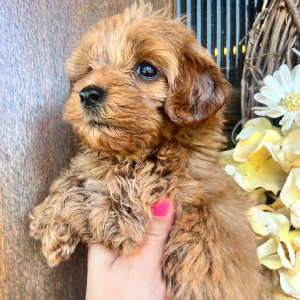 Cavapoo Puppy Bashful