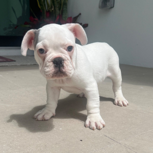 French Bulldog Puppy Buzz