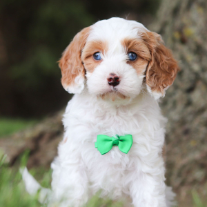 Cavapoo Puppy Frankie