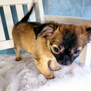 Chihuahua Puppy Axel